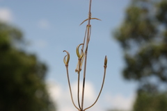 Brachystelma ciliatum